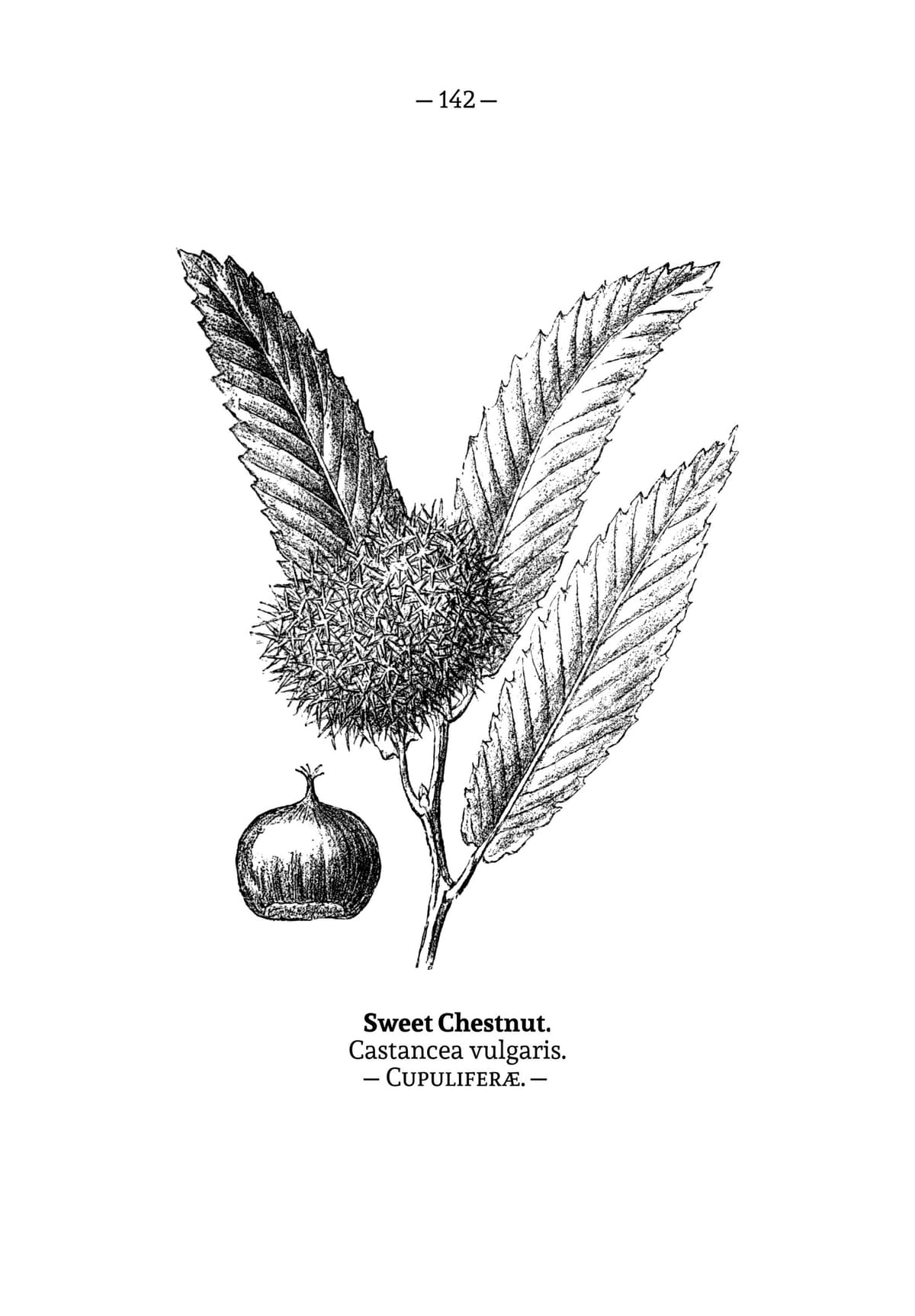 Castagno — Castanea sativa