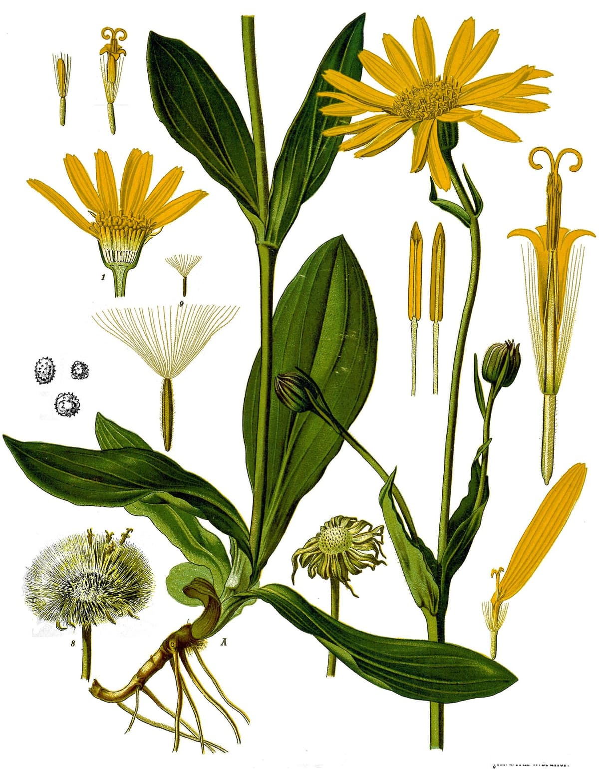 Arnica montana — tavola botanica