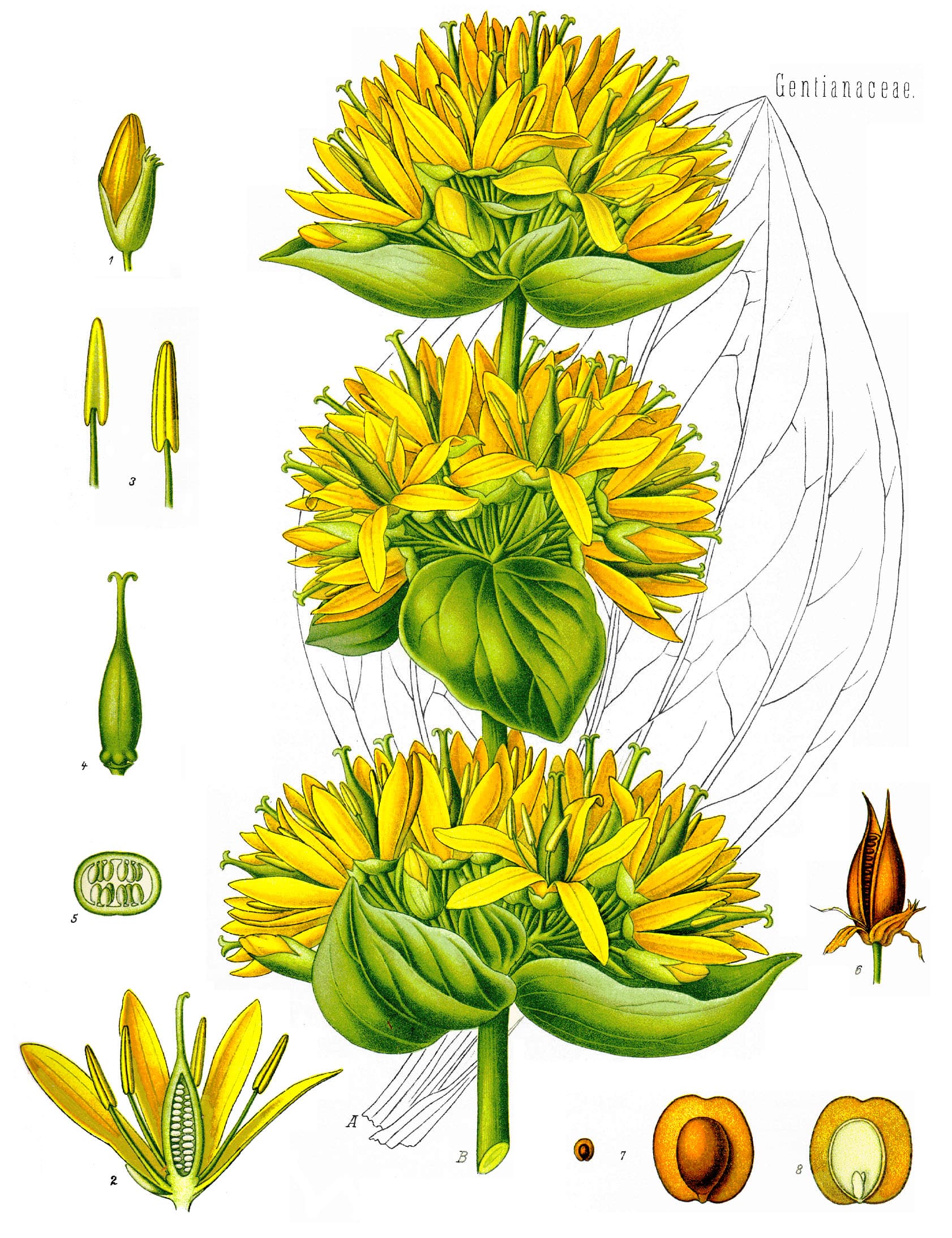 Genziana maggiore — tavola botanica del 1887